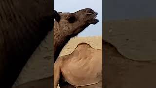 Camel Life of Desert All the camels are going#camle#camlink #camleshort#shortvideo #shorts