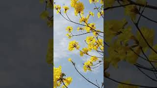 RELAXING Closape on Yellow Blowsomes on tree HD NATURE | SeSharp Senri