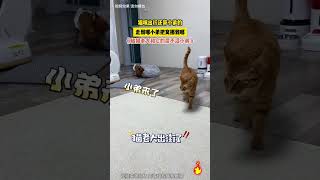 猫咪出行还带小弟的，走到哪小弟把窝挪到哪