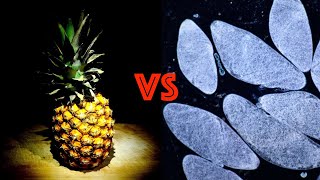 Germs vs Flesh Eating Pineapple Enzymes under the Microscope