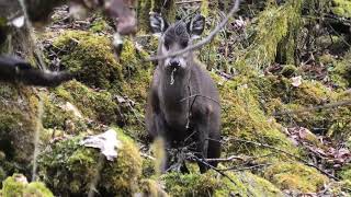 I Interrupted This Tufted Deer's Snack!