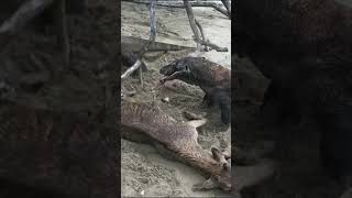 Deer eaten alive by komodo dragons - Heartbreaking