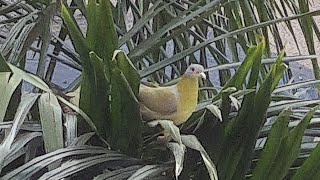 Yellow Footed Green Pigeon In Delhi / Sound Of Nature