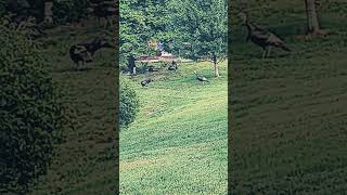 wild turkey #shortvideo backyard