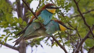 Merops apiaster - European bee-eater - Prigorie