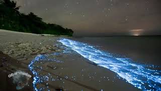 The Maldives: paradise. Phytoplankton