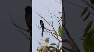 #drongo #birds #birdsvoice