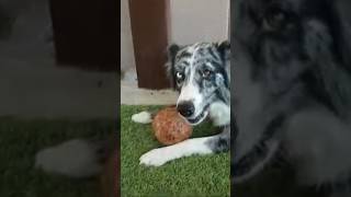 Australian Shepherd falls in love with a coconut 🥥