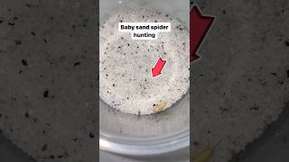 SAND-SPIDER Takes Down HUGE Prey!