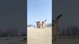 cat lovers Dosti #bollywood #hindisong #song #bollywoodsongs #cat #musicgenre #music