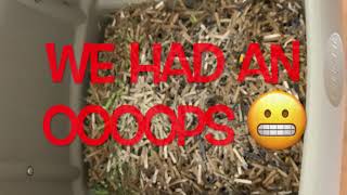 PreComposting -Optimize Your Extras PT 1/3 Composting Soften Carbons Worm Bedding Fast Food & Resets