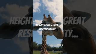 Why Giraffes Get Struck by Lightning 30x More!