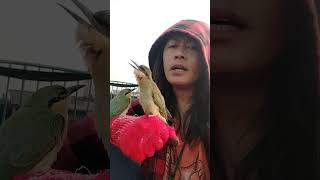 EPISODE 1 CARA MELATIH BURUNG KIRIK KIRIK FREE FLY