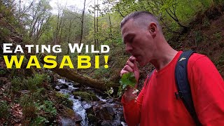 Foraging for Japanese sansai (Wild Vegetables)