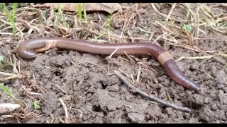 How to catch fishing worms with the Worm Gitter.