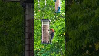 😯 Big Woody The Woodpecker #woodpecker #bigbirds #lovebirds #birdlovers #birdlove #nature #birdsound