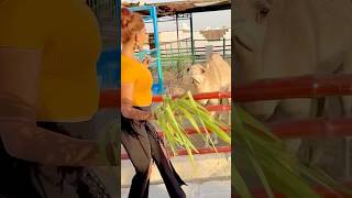 Dubai ka uooth #pets #animallover #zoo #monkey #tiger #elephant #fun #snacks