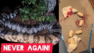 false water cobra breeding gone wrong (part one)