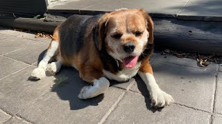 Beagle Dog  Snores Very Loud | Beagle & King Cavalier | funny dog | Dalia in Australia