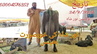 Noor shah ki top buffalo for sale Okara Animal TV 24/9/2024 .03004576252 ۔لوکیشن نور شاہ