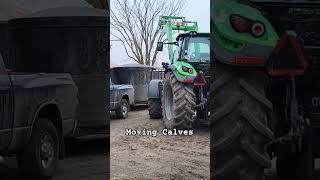 Moving Calves Today