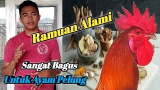 AYAM PELUNG INGIN SEHAT ❗❗ COBA RAMUAN INI