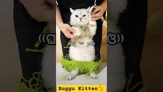 #pushpa #alluarjun #catvideos #cat #catdance #cutecat #shortcat #cats #catcartoon#billi#kitten#pets