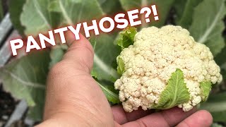 Reduce pests on cauliflower | 3 reasons to put pantyhose on your cauliflower