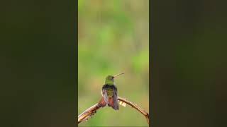 Hummingbird