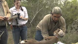 Bobcat Captures