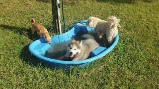 12 week old naughty Husky puppy, Astro | Houston dog training