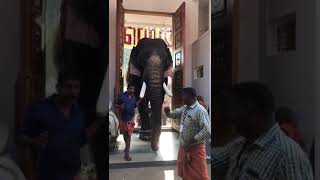 Elephant mass entry to temple