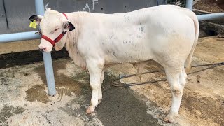 READY BIBITAN BELGIAN BLUE DAN PEDET SUPER UNIK AKBAR FARM 17 FEBRUARI 2023