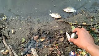 ikan nila ini apa nggak  pernah besar