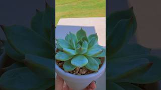 Beautiful Succulent #succulent #plants #shorts #viralvideos #shortvideo