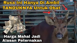 Peternakan Rusa Di Taiwan Mengambil TandukNya Untuk Obat