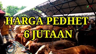 HARGA SAPI TURUN HARGA