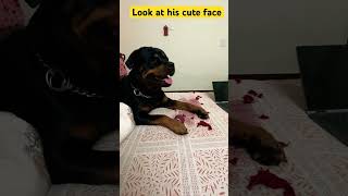 Rotten destruction #rottweiler #shorts #guarddog #traineddog #trainedrottweiler #aggressivedog #yt