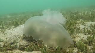 1st dive of the year. Blue Heron Bridge in West Palm Beach, Fl