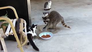 Raccoon Steals Cats' Food | No Watermark |