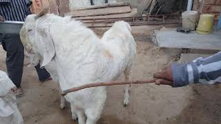 Qasmi goat farm sindhipura pipar jodhpur