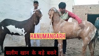 बड़े बकरे का शौक # hanumangarh rajastan