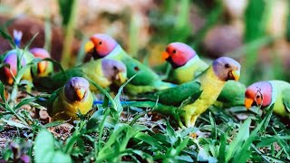 Plum Headed Parakeet, like a blooming peach blossom, combines optical effects in the feathers