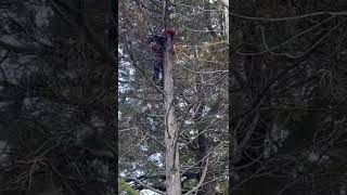 Cat rescued after 6 days in tree top. Rescued by Agustín Part 1