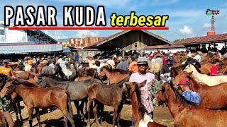 Datangi Pasar Kuda Terbesar di Indonesia demi penuhi permintaan konsumen🐴🐴  #hargakuda