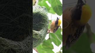 Beautiful sparrow building nest | Beautiful nature | Sparrow skills #viral #viralshots #viravedio