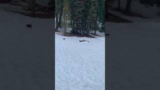 Snow fun at Sequoia National park