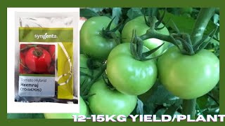 SYNGENTA's Heemraaj Tomato veraity full Explanation