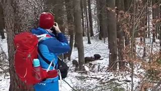 Mistreti in padure (wild boars in romanian forest)