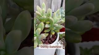 Easy to grow succulents